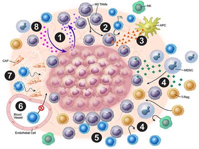 Role of Radiation Therapy in Modulation of the Tumor Stroma and Microenvironment